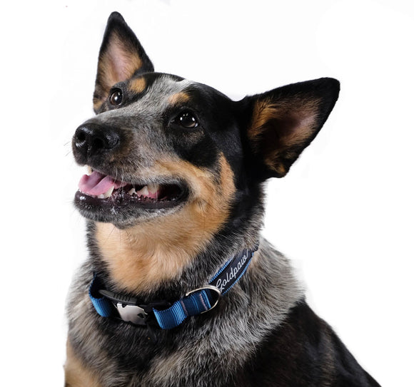 Goldpaw Collar Swift Lock