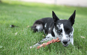 The Natural Dog Company Real Meat Chews