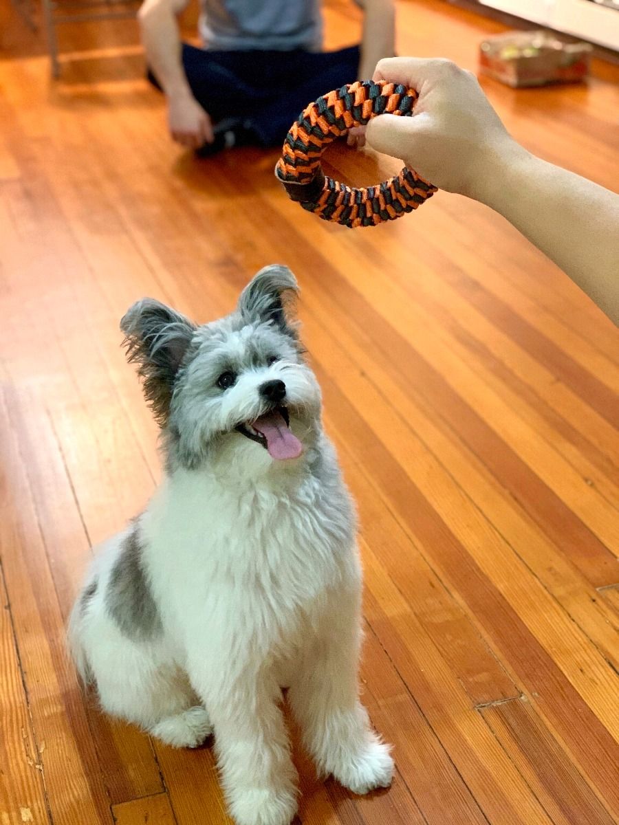 Tall Tails Dog Toys Braided Tug