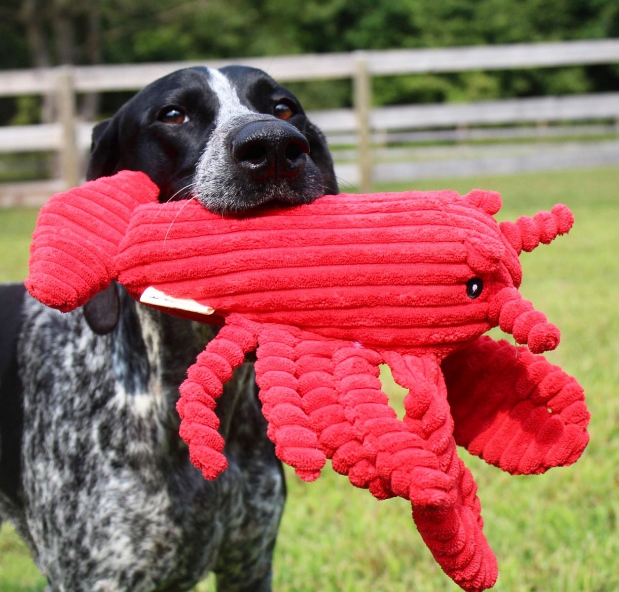 Tall Tails Plush Sensory Toys For Dogs