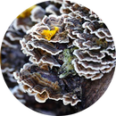 Adored Beast Turkey Tail Mushrooms Tincture-4