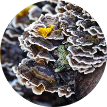 Load image into Gallery viewer, Adored Beast Turkey Tail Mushrooms Tincture