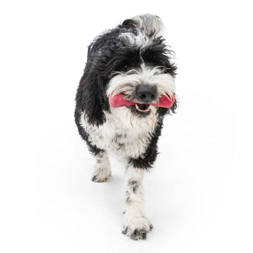 West Paw Drifty Stick - 0